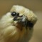 めっちゃガラス突いてた鳥