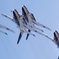 浜松基地航空祭 2018年 11月25日