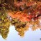 池の中の紅葉