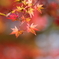 今年の紅葉
