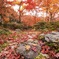 紅の葉