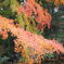 紅葉2018