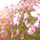 Autume Pink     （おまけ　１）