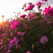 Autume Pink     （おまけ　２）