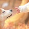 犬と息子