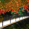 秋の吊り橋