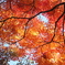 黄金に染まる紅葉(^^♪