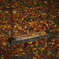 late autumn 3