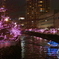 冬桜