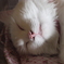 寝る子＝猫