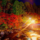 秋の紅葉