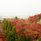 清水の紅葉
