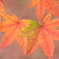 紅葉の葉