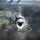 ガオーｗ