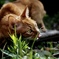 似非野良猫