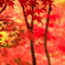 紅の舞台
