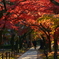 真如堂・紅葉トンネル２
