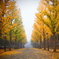Mist Yellow