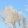 susuki grass