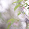 桜咲