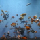金魚