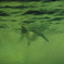 ペンギン