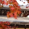から紅の南禅寺