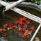 紅葉4