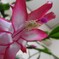 花粉