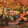 今年最後の紅葉