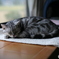 実家の猫