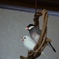 仲良し文鳥
