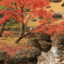 池と紅葉