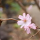 十月桜
