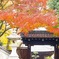 紅色を纏った山門