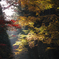 紅葉風景 #3
