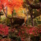 紅葉