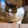 ガン飛ばす猫