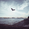 Soaring to freedom.