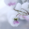 雪秋桜Ⅱ