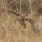狩り（ハイイロチュウヒ雌）（１）