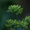 庭の草花