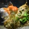 金魚