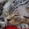 うちの猫