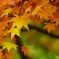 富弘美術館・紅葉♪13