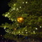 ORG_DSC00016