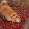 紅葉　落葉にダイブ！