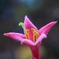 花撮