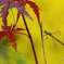 紅葉狩り