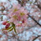 瀬戸内海には 桜が咲いてました✨